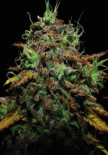 Tangie Matic cannabis strain from Fastbuds seedbank