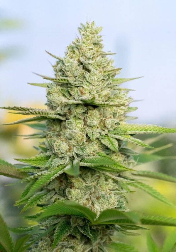 Ultra Sour Kush cannabis strain grown outdoors in sunlight