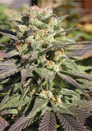 Warlock cannabis strain from seedbank Serious Seeds growing outdoors