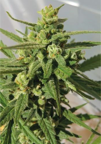 TH Seeds' Westcoast OG grown outdoors in nature