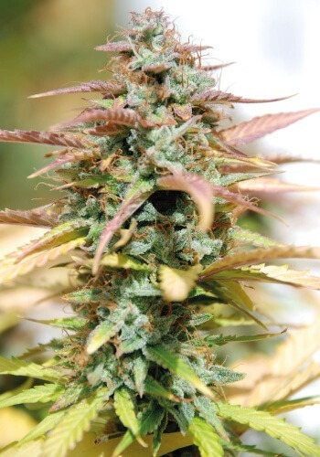 Image of White Haze cannabis strain growing outdoors