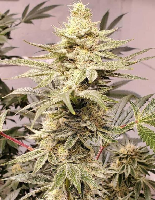 Wifi OG seeds strain in europe with high thc
