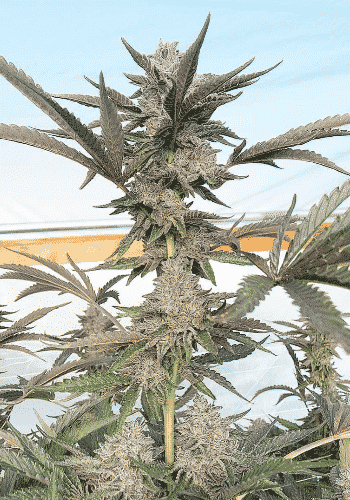 Absolute Herer Cannabis strain grown in a greenhouse with natural light