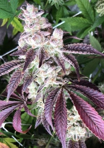 Close up of indoor grown Blackberry Kush cannabis strain while flowering