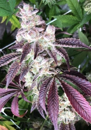 blackberry kush strain info