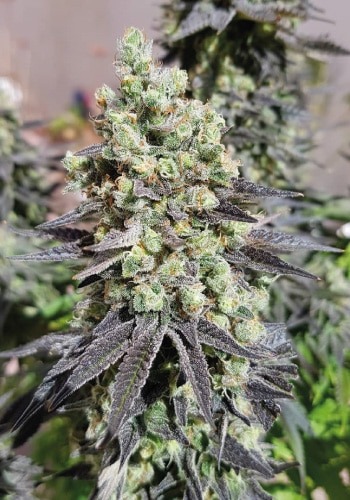 Close up of cannabis strain Dr Jamaica flowering outdoors