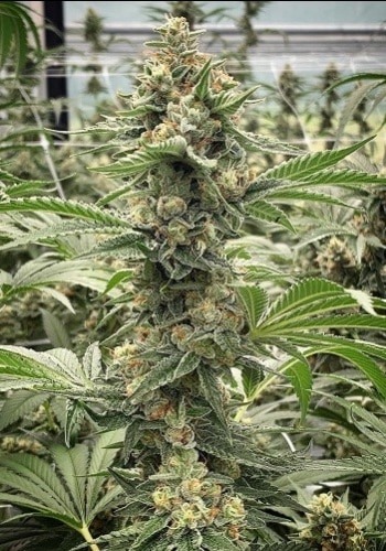 Large bud formation on Caramelice cannabis strain