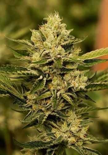 Amnesika marijuana strain from seedbank Philosopher Seeds