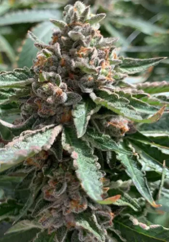 Blueberry marijuana strain grown from feminized seeds