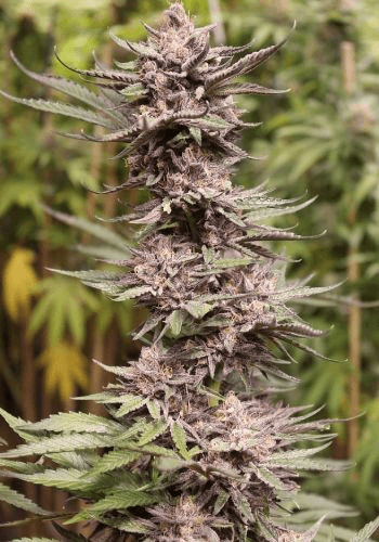 Wedding Cakle Feminized seeds crossed with Triple OG Seeds