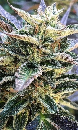 Akorn cannabis strain from TH seeds seedbank