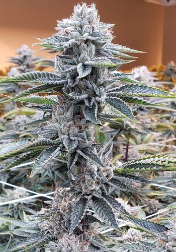 Black Bomb cannabis strain by Philosopher Seeds growing indoors