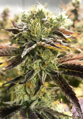 Bubblegum cannabis strain in flowering stageClose up of Guru Seeds cannabis strain Bubble Gum while in flower