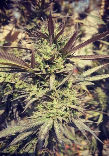 Indica-dominant cannabis strain Caramel Monster in flower