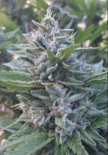 Chocolute F2 cannabis strain grown outdoors