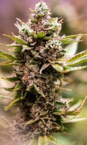 Close up of Concrete Banana cannabis flower before harvest