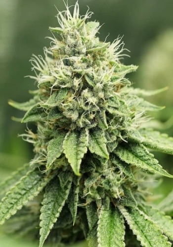 Critical #47 cannabis flower by Positronics