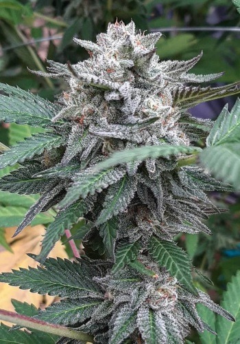 Dark Star x AK-49 cannabis strain during the flowering stage