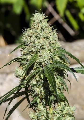 Dosidos regular cannabis seeds by Archive seedsDoSiDos marijuana plant endings it flowering phaseDosidos marijuana plant full with trichomes