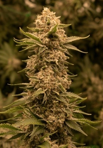 Indoor grown cannabis strain Fruity Jack while in flower