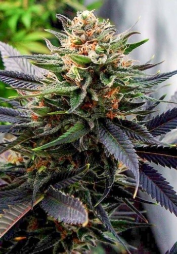 Gelato 33 cannabis strain flowering with bright orange pistils