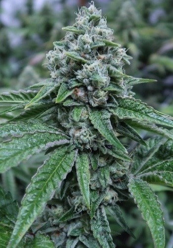 Buy Original Jack Herer Auto Feminised Seeds from FastBuds at Seedsman-  Seedsman