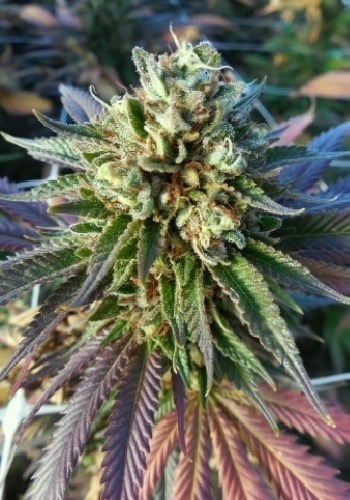 A flower from the cannabis strain Mendocino x Purple Kush grown outdoors