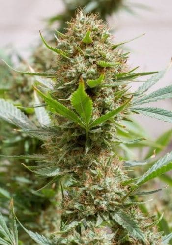Indica dominant strain grown from feminized seeds