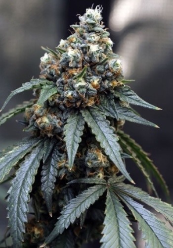 OG Kush cannabis strain in flower