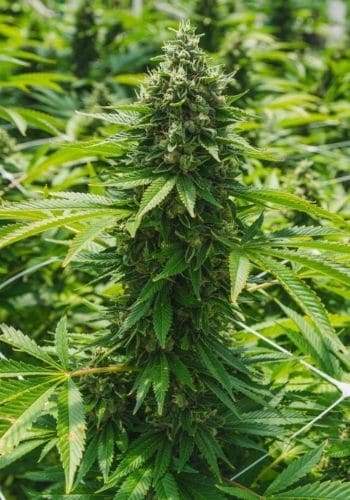 Close up of Philo Skunk cannabis strain flowering