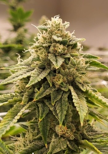 Pure Gelato cannabis strain while in flower