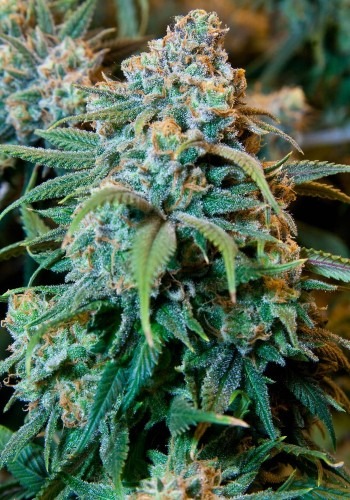 A flower from the Radical Auto cannabis plant developed by Absolute Seeds