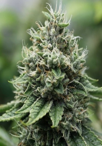 Close up of Rockwell Seeds' cannabis strain Red Star in flower