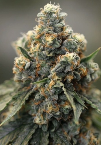 Rittus Haze cannabis strain flowering before harvest