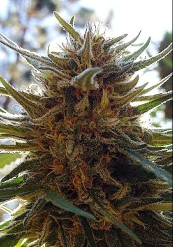 SFV OG cannabis strain in flower