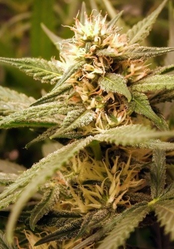 Close up of Skywalker OG cannabis flower