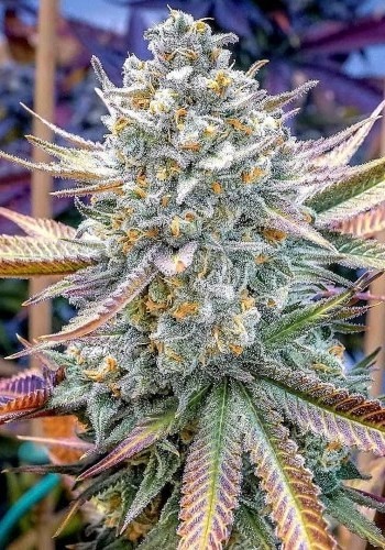 Tropimango cannabis strain in flower
