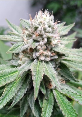 Flower of the Vision Kosher cannabis strain grown from seed