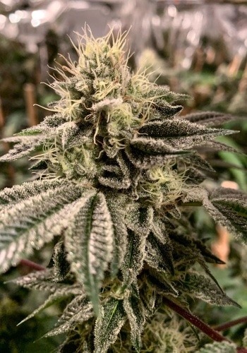 Photo of cannabis flower Bubbilicious strain