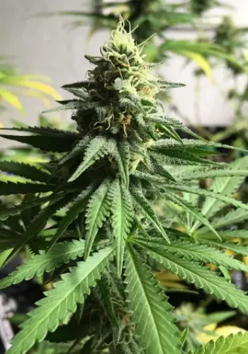 Green Ninja cannabis strain in flowering stage