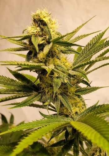 Image of Pure CBD Punch cannabis strain from Philosopher Seeds seedbank