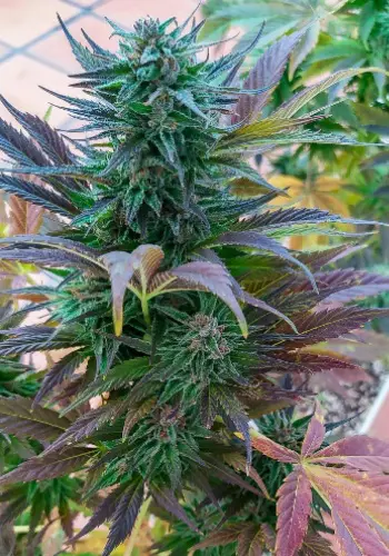 Close up image of cannabis strain Blueberry Auto by Concrete Jungle Seeds