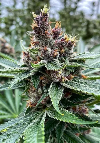 Image of cannabis flower Vision Gorilla from Vision Seeds seedbank