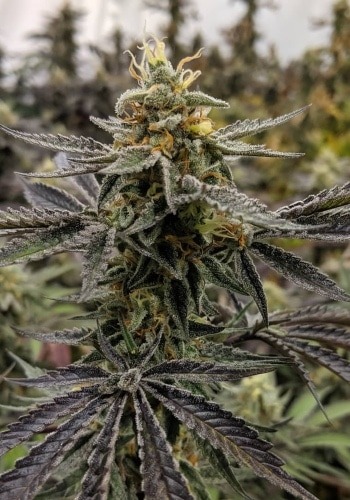 Warhammer cannabis flower from seedbank Rockwell Seeds
