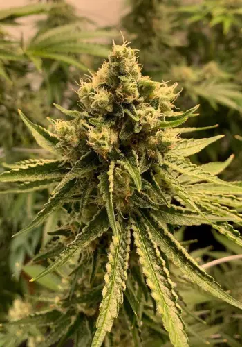 Heavyweight Seeds' Wipeout Express Auto cannabis strain in flowering stage