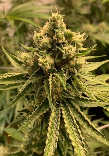 Image of Cannape Auto cannabis strain in flowering stage
