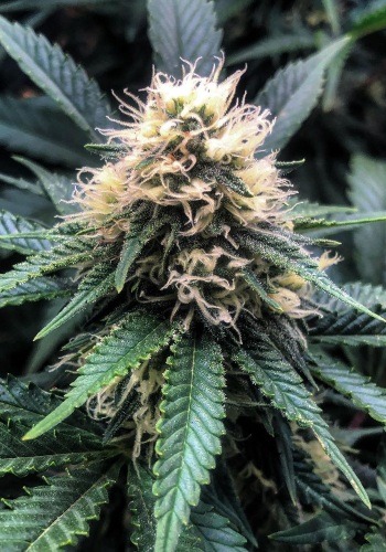 Close up image of Sunset Sherbert cannabis strain in flowering stage