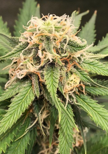 Goldmine cannabis strain in flowering stage