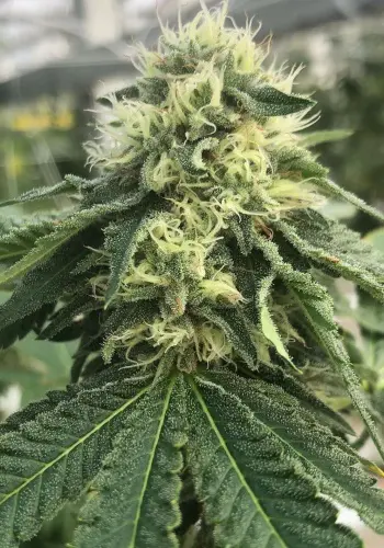 Budzilla cannabis strain in flowering stage