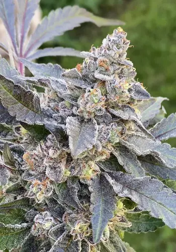 Blueberry Kush cannabis strain from Guru Seeds seedbank